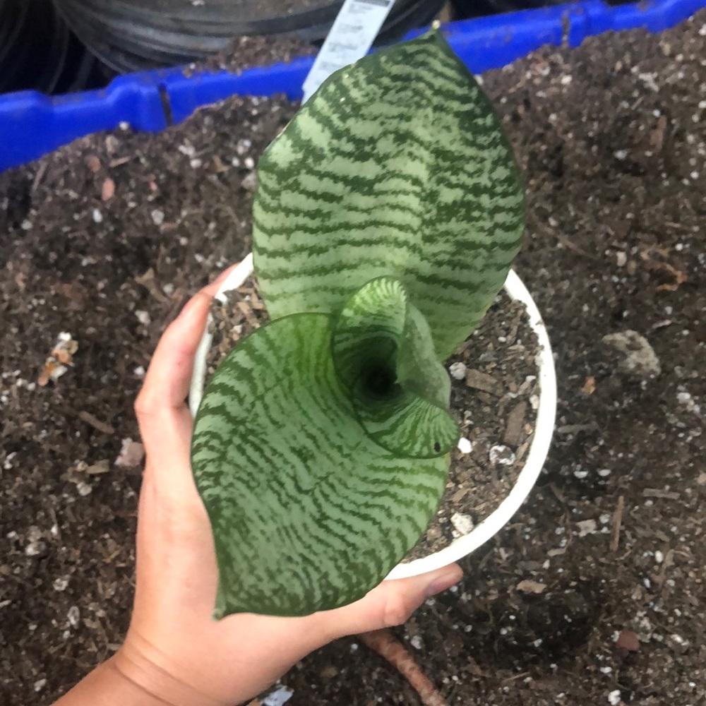 Snake plants